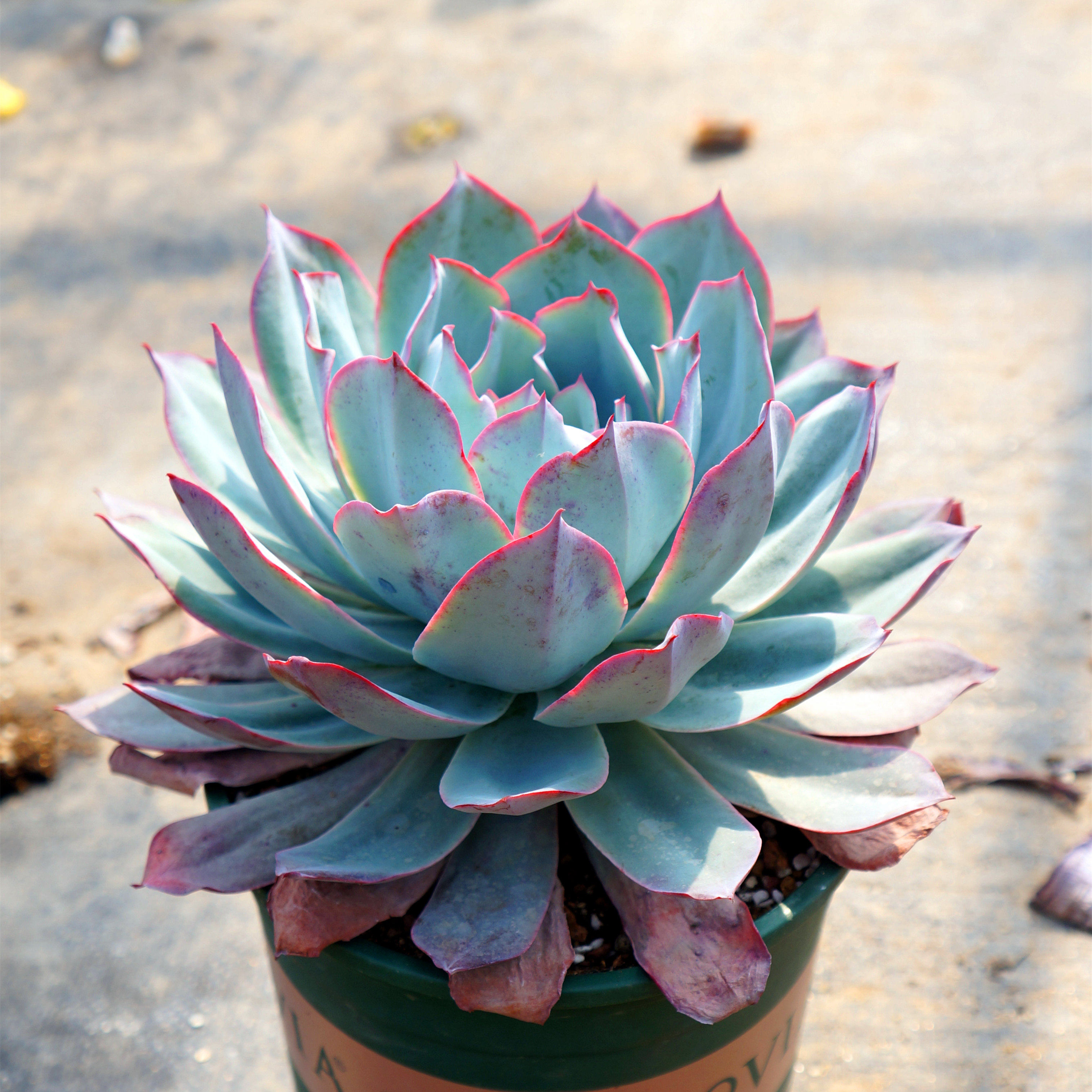 蓝光广寒宫晚霞多肉植物大单头盆栽植物萌肉阳台花卉三仙组合贵货