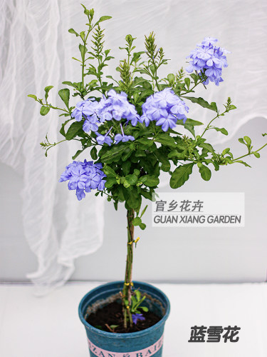 蓝雪花四季开花棒棒糖好养