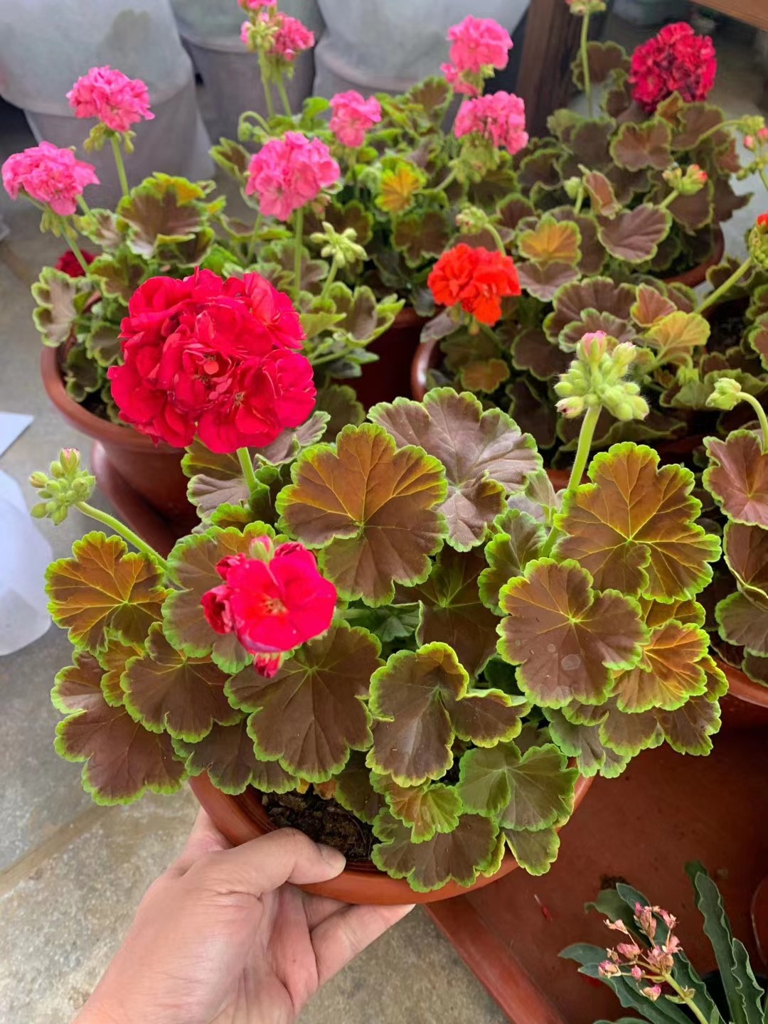 天竺葵花苗盆栽花卉植物新品直立天竺葵红焦糖四季开花焦糖系列