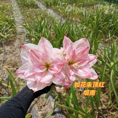 朱顶红杂交新品烟雨重瓣地栽球现货