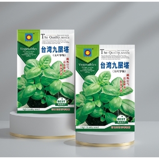 罗勒种子金不换九层塔种籽阳台四季播种盆栽可食用大叶香草蔬菜孑