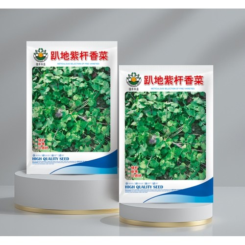 矮杆趴地紫杆香菜紫根香菜香菜种子小叶浓香型耐寒种籽四季蔬菜籽