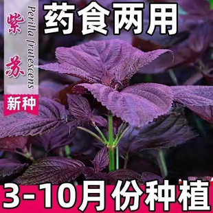 紫苏子紫苏种子紫苏叶种籽盆栽可食用种植苗四季籽种蔬菜孑苏子叶