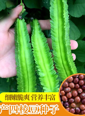 四棱豆种子四边菱豆种子四角豆种子庭院阳台大田高产量蔬菜种子籽