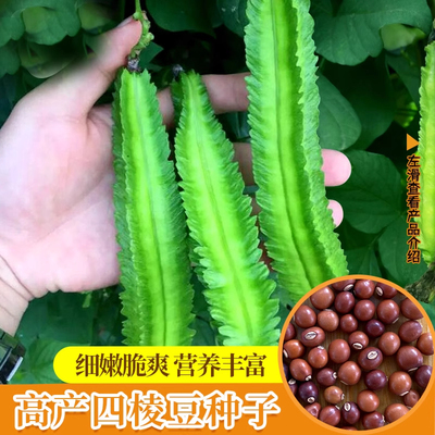 四棱豆种子四边菱豆种子四角豆种子庭院阳台大田高产量蔬菜种子籽