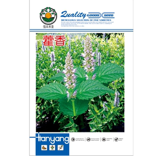 霍香正气香草种子藿香种子药材种子藿香种籽可食用解暑多年生盆栽