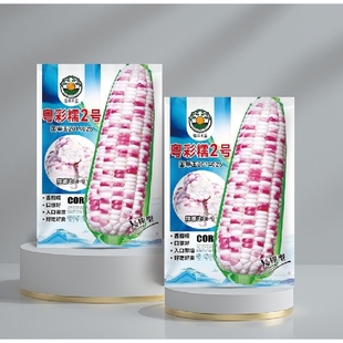 国审彩甜糯花甜糯玉米种子糯黏玉米种籽大全彩糯香高产水果孑糯米