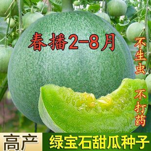 宝石甜瓜种籽绿色甜宝蜜薄皮香瓜种子耐热水果阳台庭院春夏种孑籽