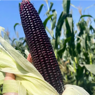 国审紫黑糯玉米种子珍珠糯8号非转基因香甜粘苞谷种籽农家田园孑