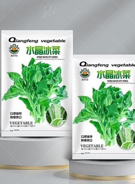 正品水晶冰菜种子快菜种籽苗秧蔬菜南方种四季菜苗籽种秧苗孑菜籽