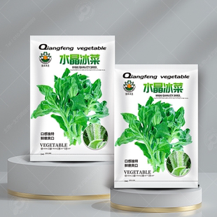 正品 菜苗籽种秧苗孑菜籽 水晶冰菜种子快菜种籽苗秧蔬菜南方种四季