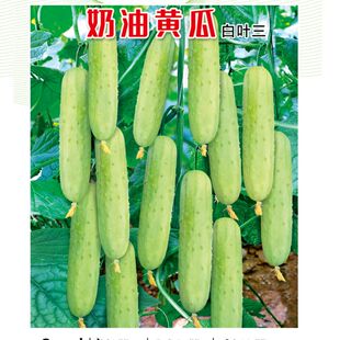 白黄瓜种子奶油黄瓜种子白皮水果黄瓜籽黄瓜本地白黄瓜白色小黄瓜