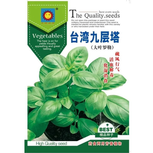 食用九层塔籽甜罗勒柠檬罗勒种子盆栽籽四季阳台薄荷罗勒叶种籽孑
