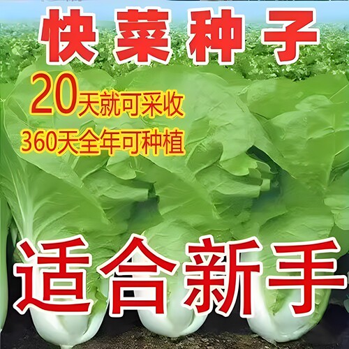 19天速生快菜四季奶油小白菜鲜嫩阳台小院高产耐热耐寒抗病蔬菜种