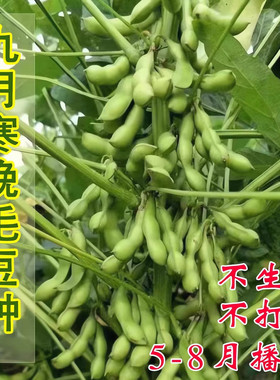 【大粒九月鲜】九月寒晚熟毛豆种子高产鲜食重阳豆菜用蔬菜豆种子