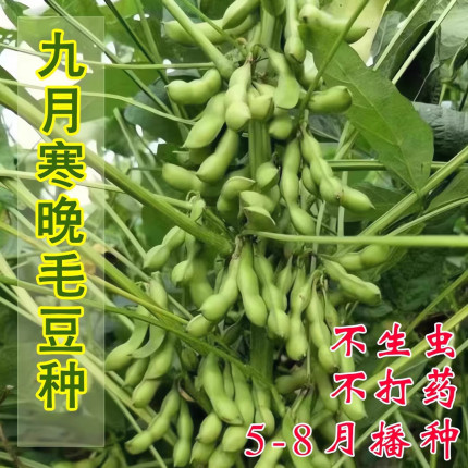 【大粒九月鲜】九月寒晚熟毛豆种子高产鲜食重阳豆菜用蔬菜豆种子