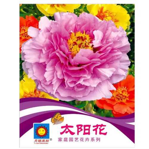 重瓣太阳花种孑花种籽子四季播种开花易成活阳台室外盆栽花卉种子