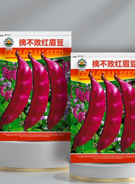 摘不败红眉豆紫红眉豆种子全红扁豆高产抗病家庭种植春秋绿色蔬菜