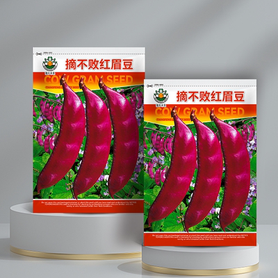摘不败红眉豆紫红眉豆种子全红扁豆高产抗病家庭种植春秋绿色蔬菜