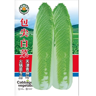 老品种高产优质古菜大白菜种子河北玉田包尖大白菜种子大白菜好吃