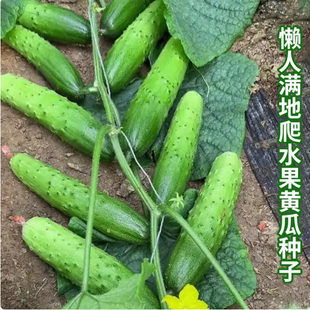 爬地黄瓜种籽种子秋孑四季苗秧蔬菜大全秧苗水果晚满地爬不搭架
