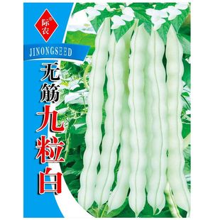 无筋九粒白芸豆种子白不老豆角种子四季菜种子老来少豆籽早熟高产