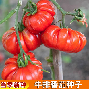 老品种马蹄番茄苗秧丑柿子牛排西红柿种子春秋沙瓤阳台瓜果种子