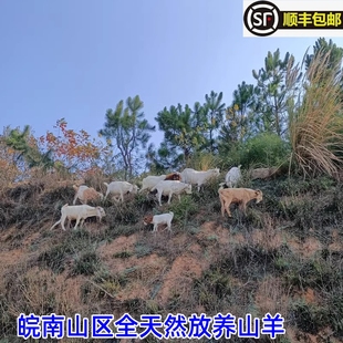 皖南农家生态放养吃百草黑山羊 新鲜现杀带皮羊肉羊腿羊排羊蝎子