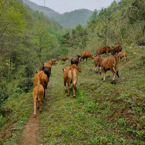 皖南本土黄牛跑山牛纯吃草金钱腱