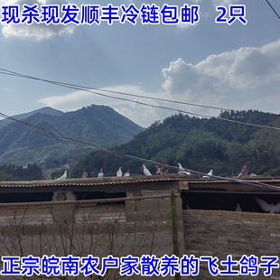 皖南农户大山里放养新鲜现杀鸽子肉天然放养鸽子老鸽子飞鸽笨鸽子