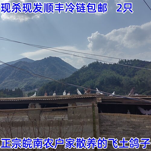 鸽子大山里放养笨鸽子新鲜现杀