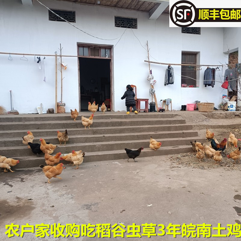 3年皖南土鸡老母鸡吃纯粮食稻谷