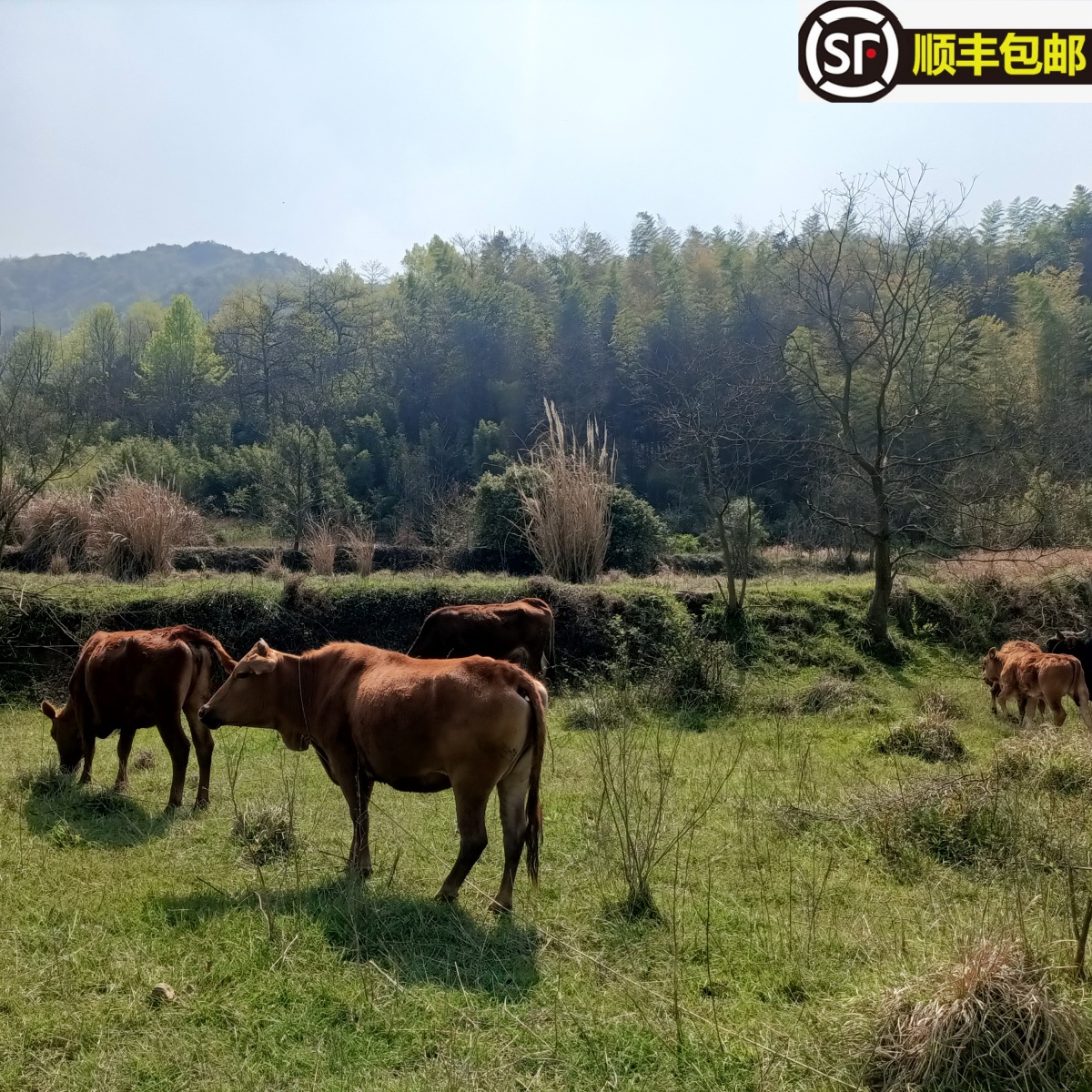 池州本土小黄牛肉高山放养纯吃草新鲜现杀牛腱子里脊牛楠牛筋吊龙