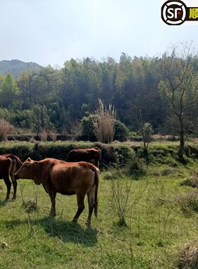 本土小黄牛皖南天然放养新鲜现杀