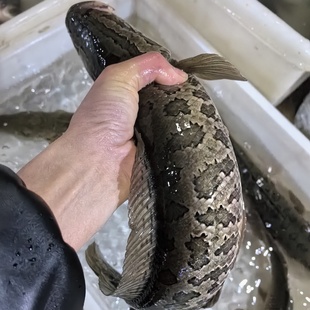 皖南山区大河野乌鱼黑鱼活鱼术后滋补炖汤非养殖鱼水煮鱼顺丰包邮