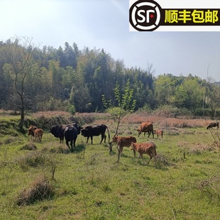 皖南高山天然放养纯吃草黄牛肉喝山泉水新鲜现杀生牛肉牛排牛腱子