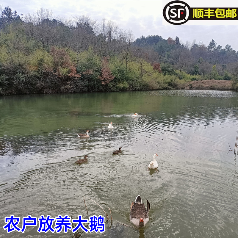皖南农家正宗散养老鹅肉 纯粮食虫草土鹅新鲜现杀整只2年大鹅笨鹅