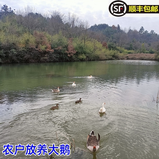 皖南农家正宗散养老鹅肉 纯粮食虫草土鹅新鲜现杀整只2年大鹅笨鹅