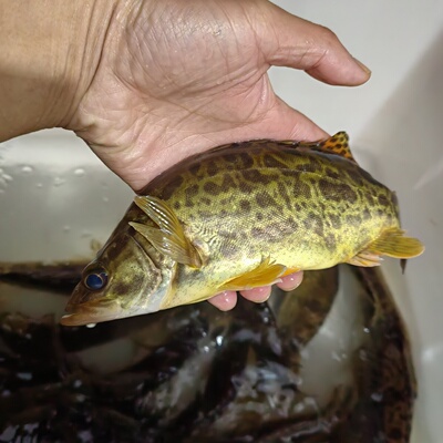 皖南池州天然大河大眼鳜鱼 野贵桂鱼鲜活现杀桂花鱼顺丰包邮1斤装