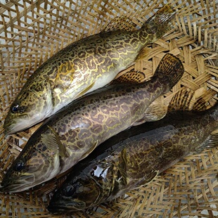 皖南大山水库淡水野斑鳜鱼 老虎鳜桂花鱼石斑鱼 活鱼现杀顺丰冰鲜