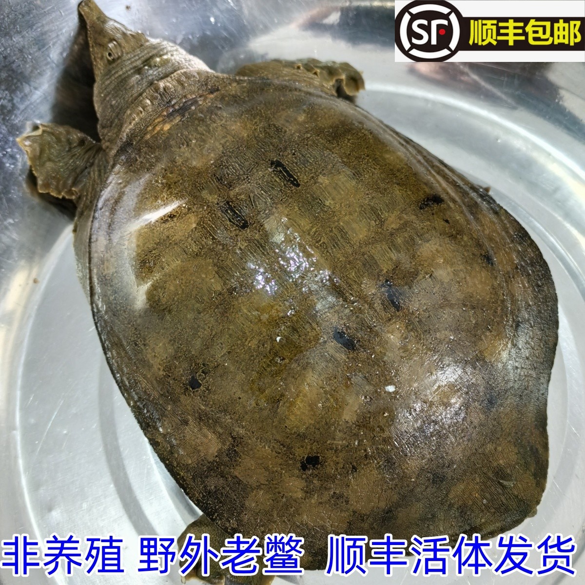 皖南原生态生长甲鱼滋补鲜活滋补