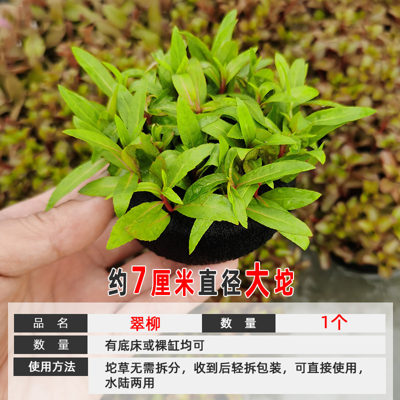 淡水鱼缸活体热带懒人造景水草翠柳有茎类中后景水陆通用坨草