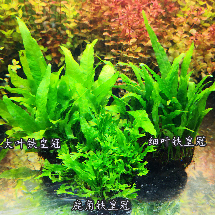 活体懒人入门造景装饰真水草水生蕨类鹿角细叶铁皇冠坨草无需CO2|ruв категории животное/Животное питание и принадлежностей, аквариум мира, аквариум аквариум оборудования и т.д., тростник - от Buy2taobao.com для оказания профессиональной услуги покупки агента Taobao