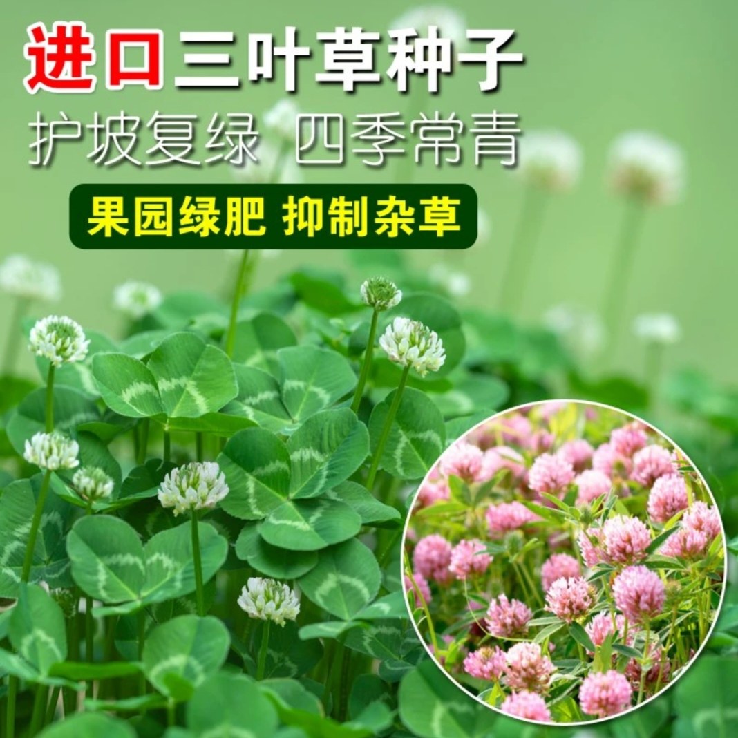 白三叶草种子红车轴草籽庭院四季青林下果园绿肥幸运草盆栽炸浆草