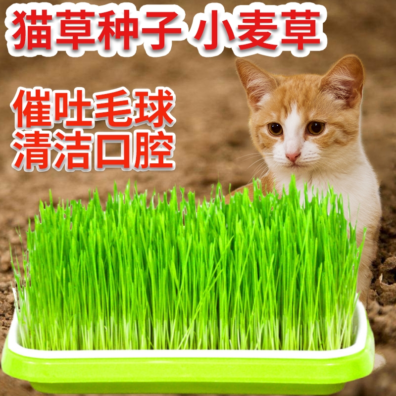 猫草种籽新小麦粒种子麦苗磨面粉麦酱麦芽糖兔子草鱼饵苗芽菜