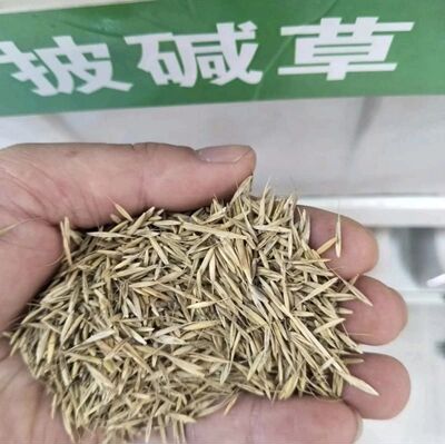 披碱草种子草籽边坡种植护坡保持水土耐旱耐寒耐盐碱牧草野牛草