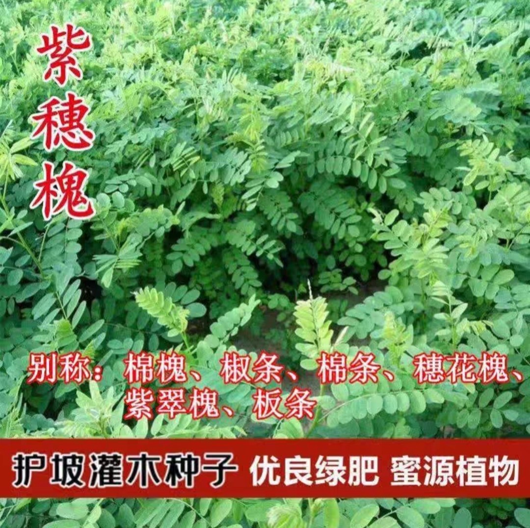 蔬菜罗勒阳台金不换食用芳香种子