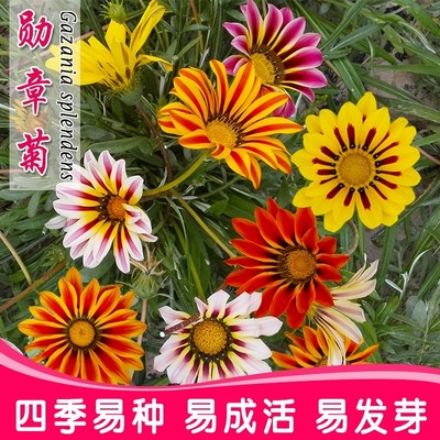 非洲夏季庭院阳台盆栽野花种子