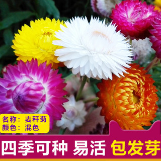 蜡菊麦秆杆菊花种子孑花籽室外阳台盆栽庭院野花四季开花春季易活