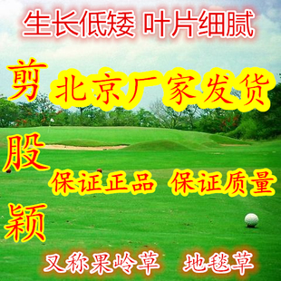 矮生四季青草坪草皮种子草种籽果岭地毯绿化剪股颖庭院免修剪耐寒